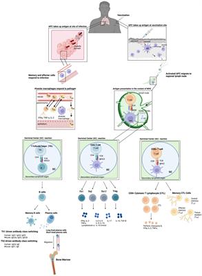 Vaccine development: obligate intracellular bacteria new tools, old pathogens: the current state of vaccines against obligate intracellular bacteria